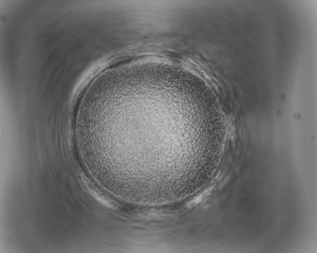 X0000080110293200612081234