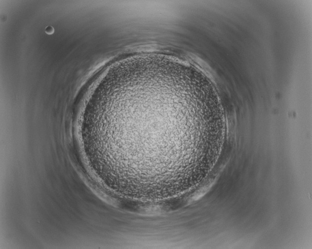 X0000080110301200612081234