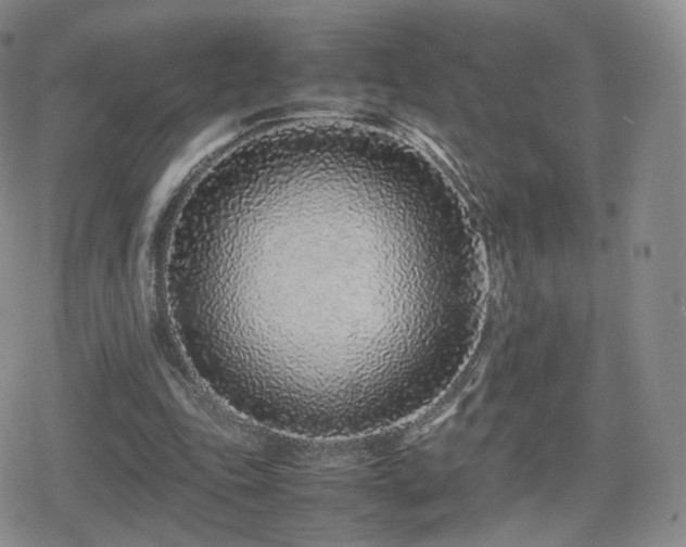 X0000080110343200612081232