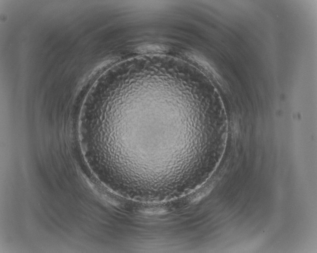 X0000080110353200612081233