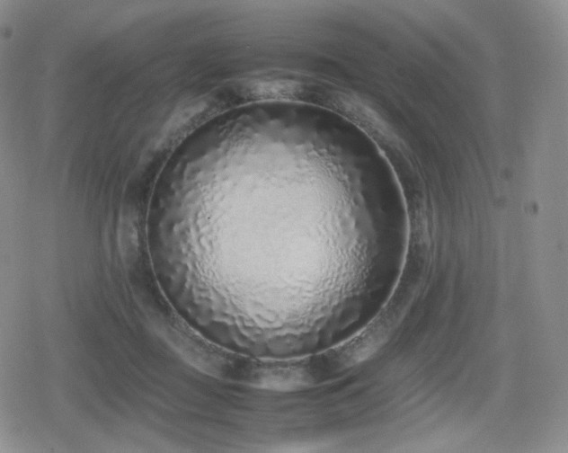 X0000080110363200612081233