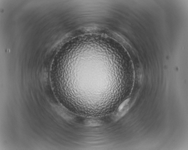 X0000080110372200612081233