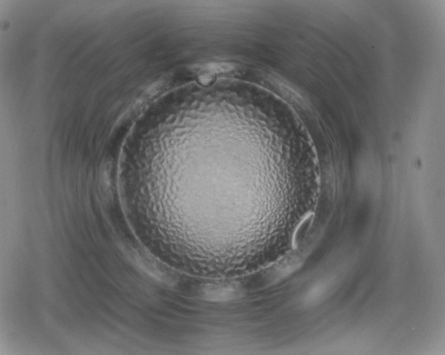 X0000080110373200612081233