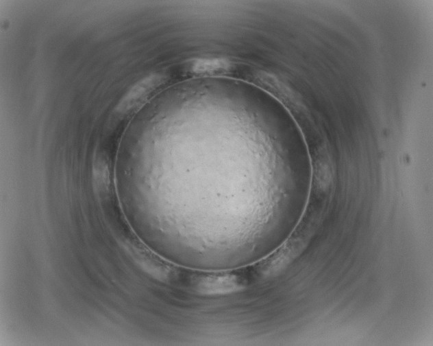X0000080110375200612081233