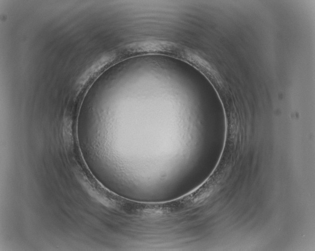 X0000080110394200612081232