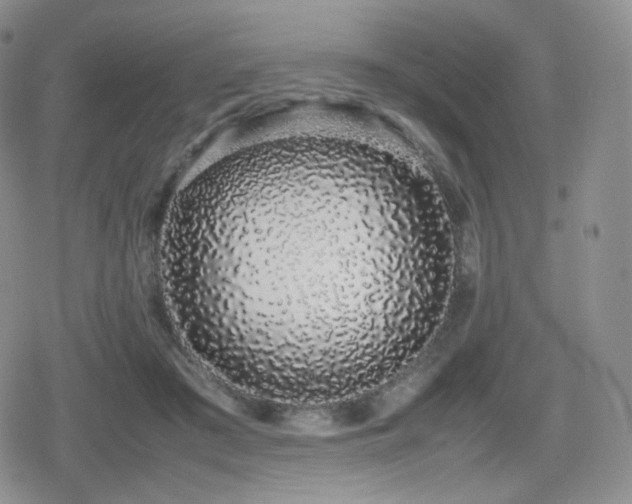 X0000080110409200612081232