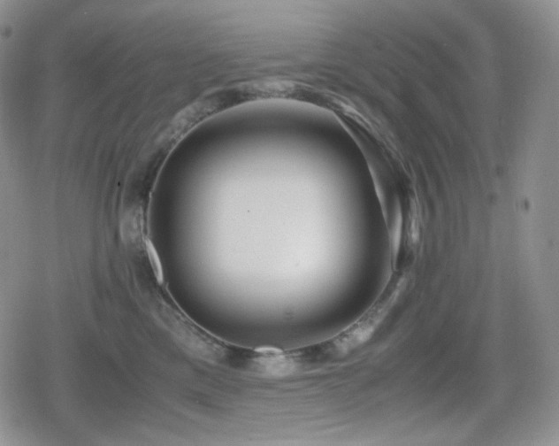 X0000080110425200612081232