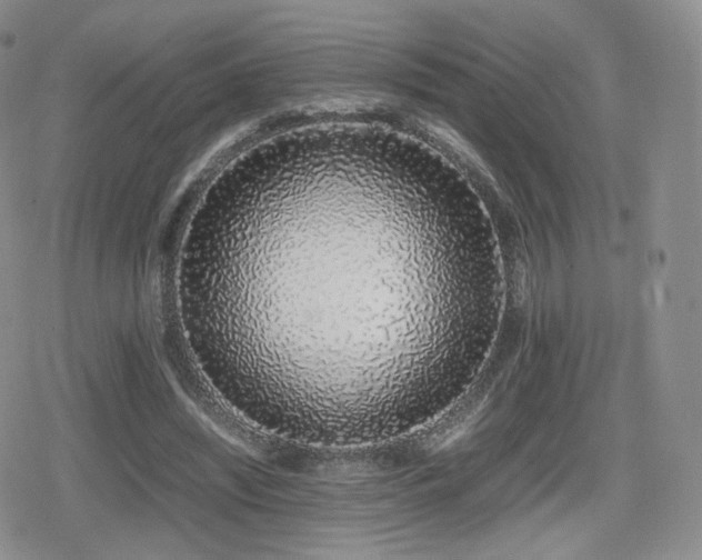 X0000080110444200612081231