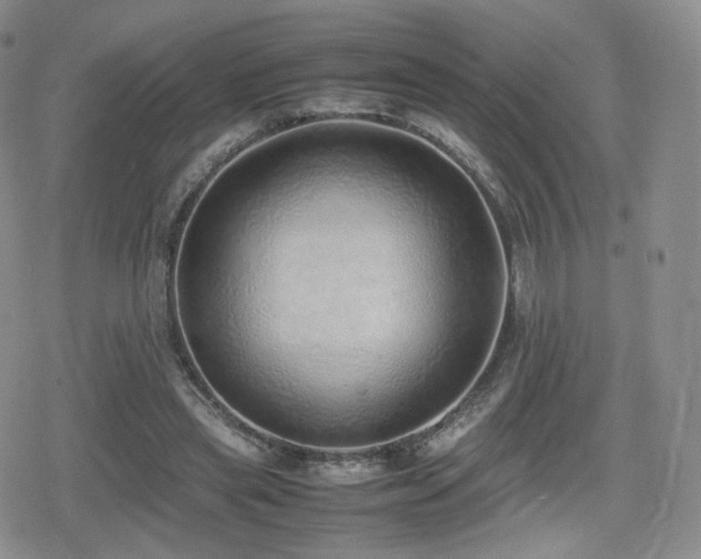 X0000080110445200612081231