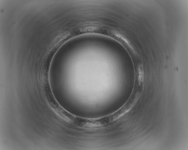 X0000080110455200612081231