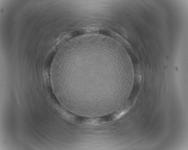 X0000080110523200612081230