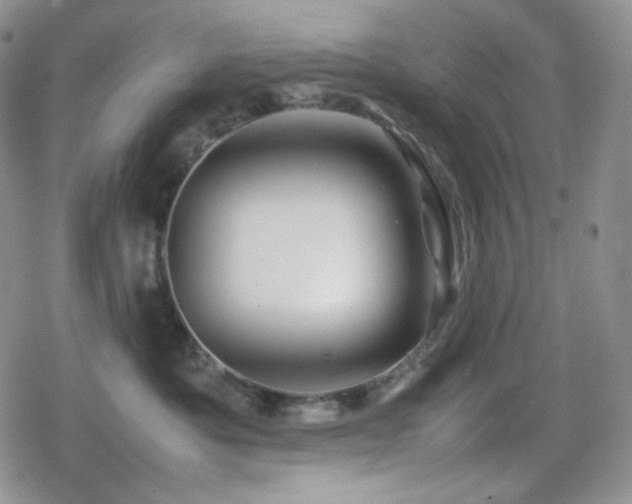 X0000080110525200612081230