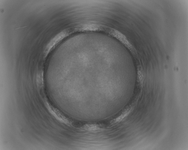 X0000080110534200612081229