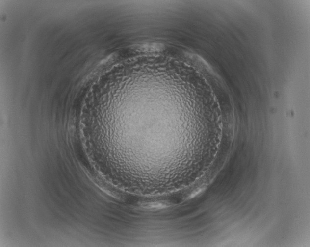 X0000080110553200612081230