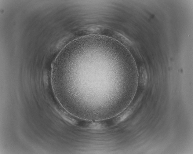 X0000080110562200612081230