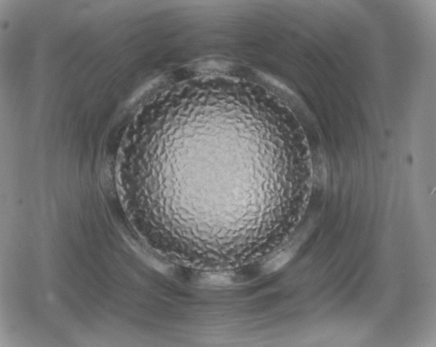 X0000080110573200612081230