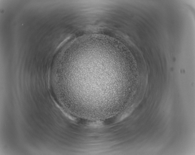 X0000080110576200612081230