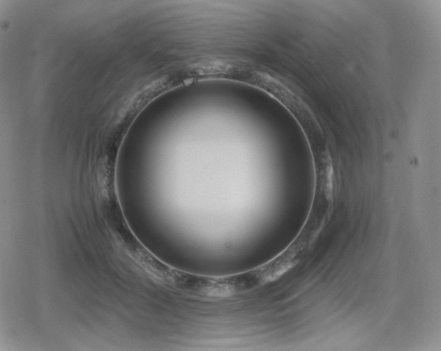 X0000080110604200612081229