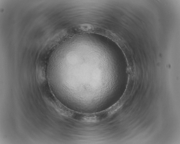X0000080110606200612081229