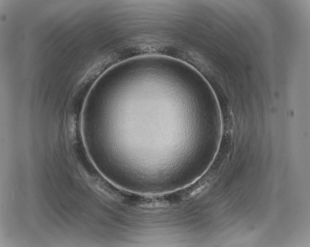 X0000080110646200612081228