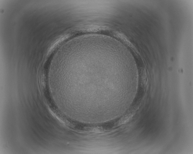 X0000080110683200612081227