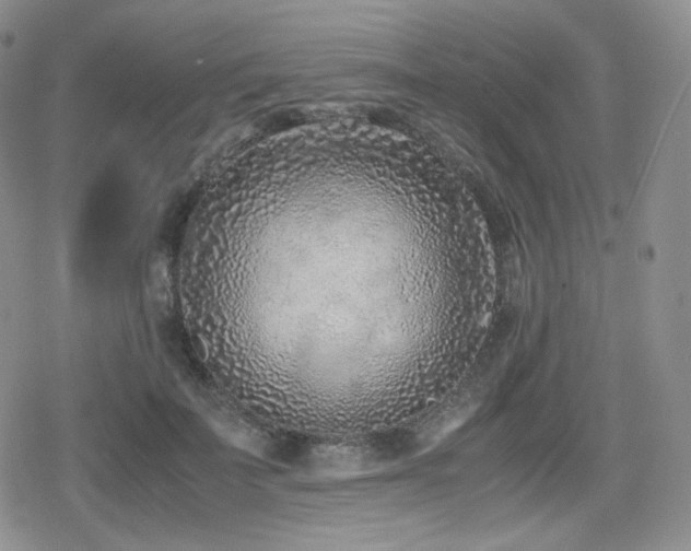 X0000080110699200612081227