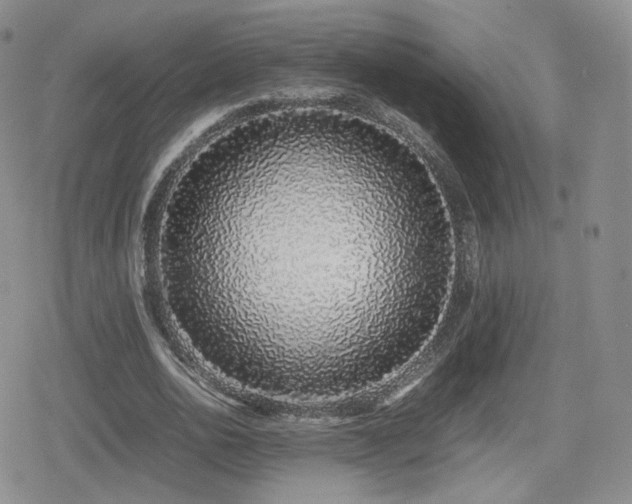 X0000080110726200612081226