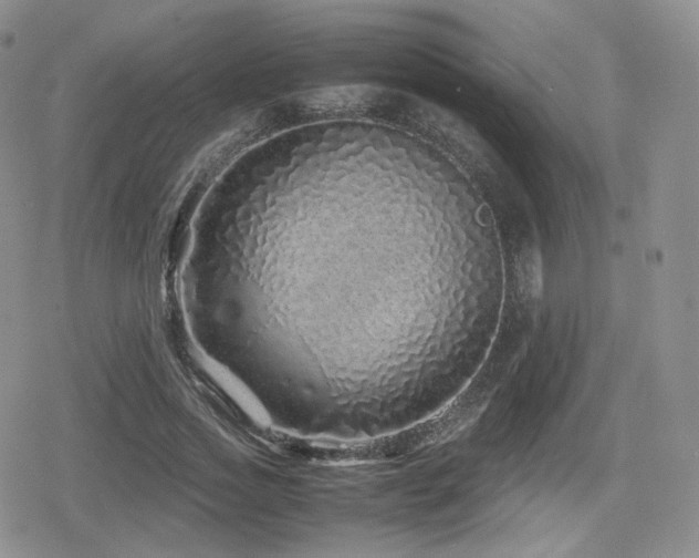 X0000080110733200612081226