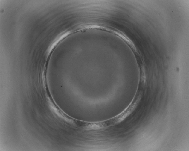 X0000080110806200612081225