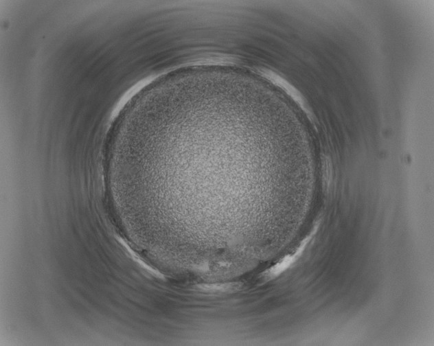 X0000080110829200612081225