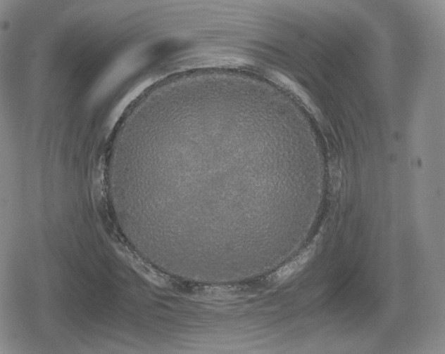 X0000080110875200612081224