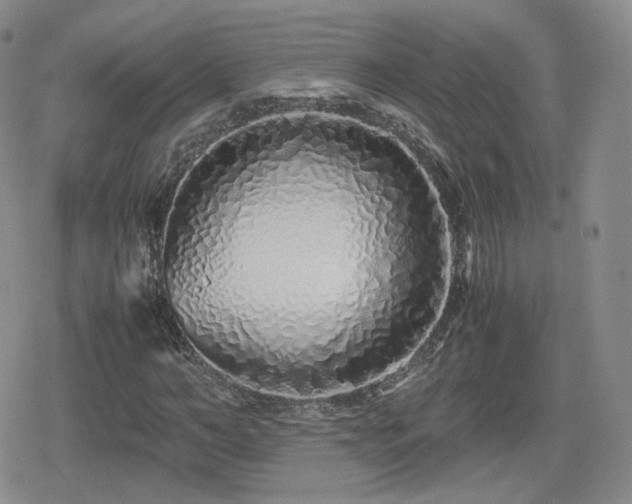 X0000080110966200612081223