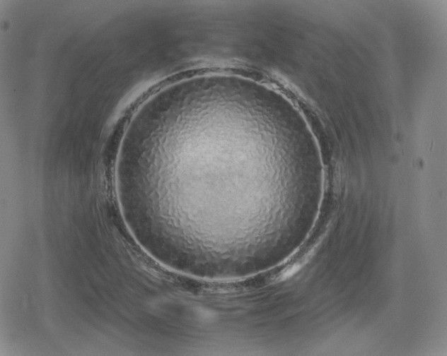 X0000080111215200612081218