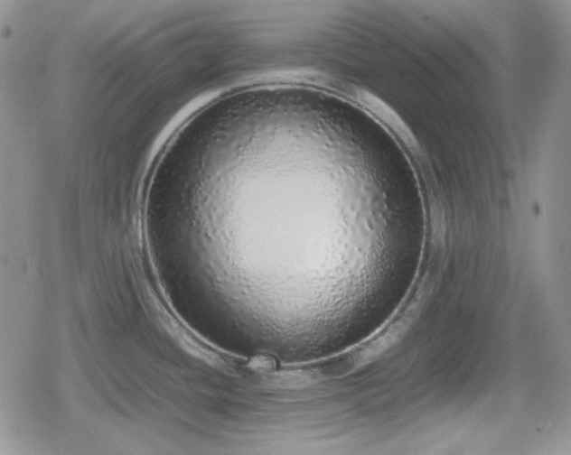 X0000080111436200612081216