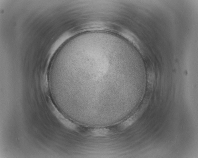 X0000080111466200612081215