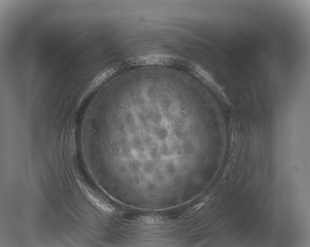 X0000080110250200612151654