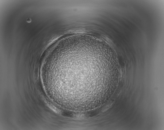X0000080110301200612151654