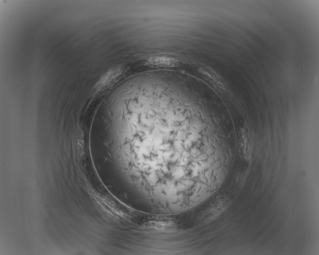 X0000080110552200612151649
