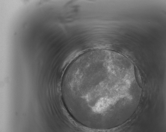 X0000080110002200612221817