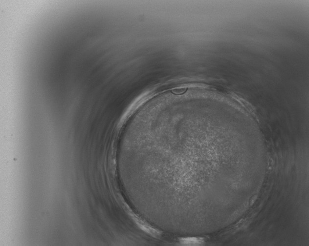 X0000080110053200612221815