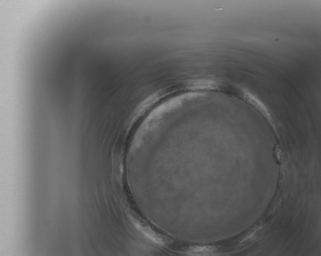 X0000080110059200612221815