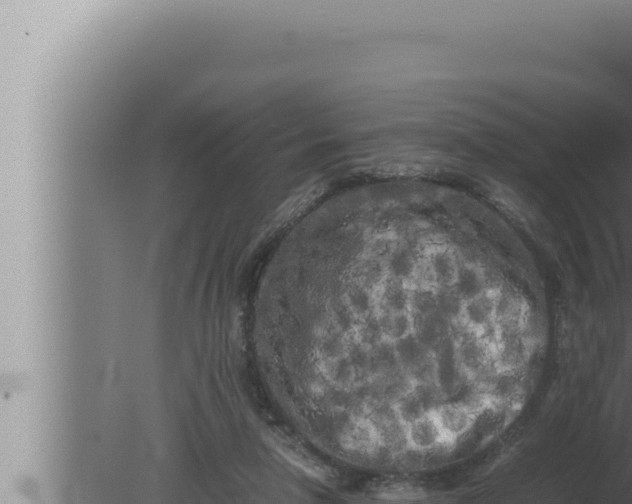 X0000080110258200612221812