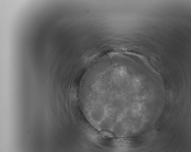 X0000080110331200612221811