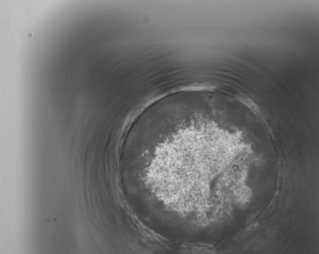 X0000080110337200612221810