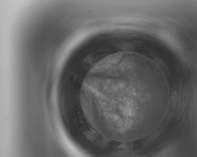 X0000080110383200612221811