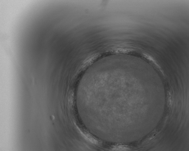 X0000080110451200612221809