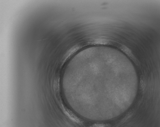 X0000080110534200612221807