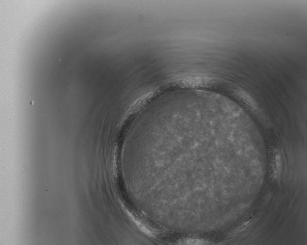 X0000080110590200612221807