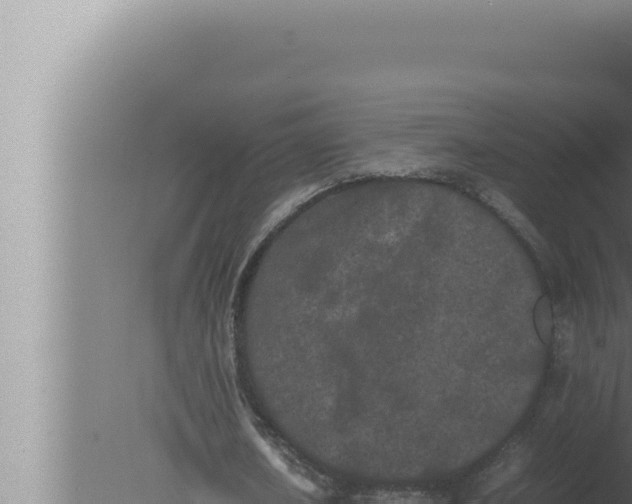 X0000080110626200612221805