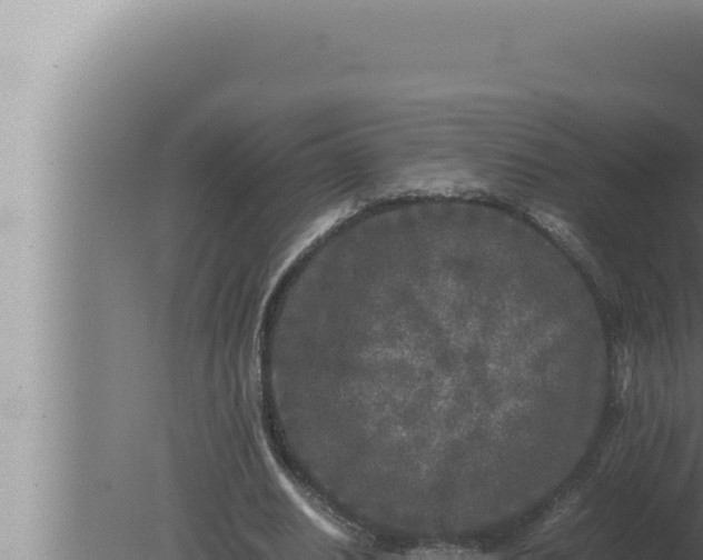 X0000080110630200612221805